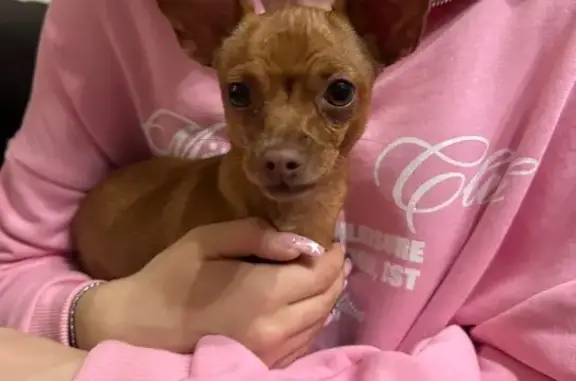 Найдена собака, Иркутск, фото: Собака найдена, ул. Муравьёва 11, Иркутск