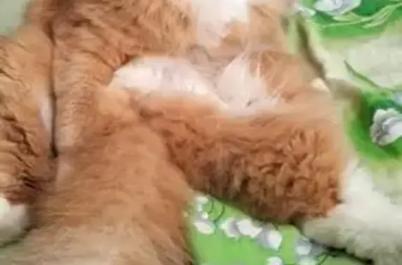 Кошки потеряшки, Иваново, фото: Потеряшка кошка, ул. Диановых 12, Иваново