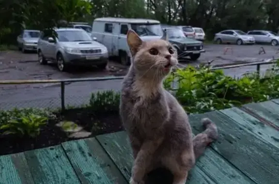 Трехцветная кошка найдена: Амурская 21-я, 30б