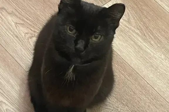 Кошки потеряшки, Бологое, фото: Потеряшка чёрная кошка, ул. Луначарского, 5