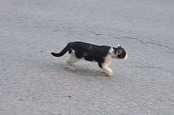 Кошка найдена: Комендантский пр. 66к1