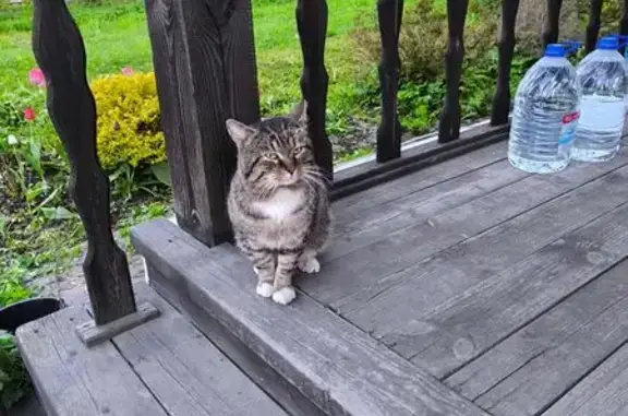 Кошка найдена: Ленинградское ш. 55-а, Токсово