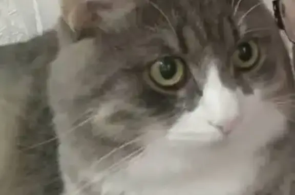 Кошки потеряшки, Уфа, фото: Потеряшка кошка, Уфа, ул. Мечникова, 59