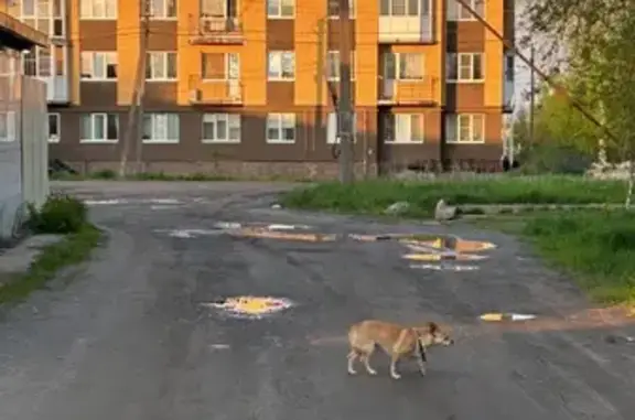 Найдена собака, Ленинградская область, фото: Найдена собака в Лесколово, Ленобласть