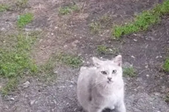 Пропала кошка, Миасское, Челябинская обл.