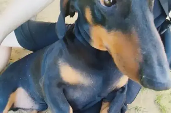 Собака найдена: ул. Замятина, 2, Липецк