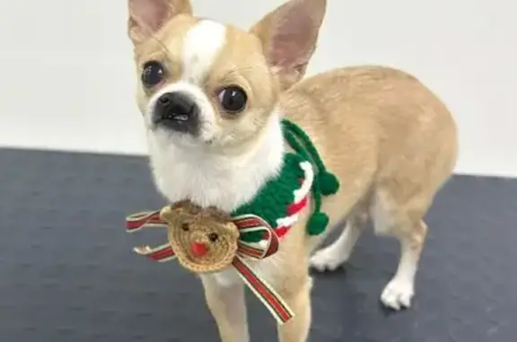 Собаки потеряшки, Воронеж, фото: Потеряшка чихуахуа на ул. Керамическая