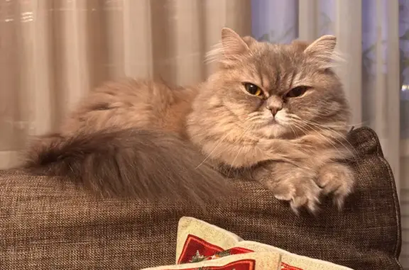Пропала кошка, ул. Суханова, 9, Владивосток