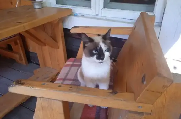 Найдена кошка, Большой Луг (шелеховский), фото: Кошка найдена на Заречной, 3