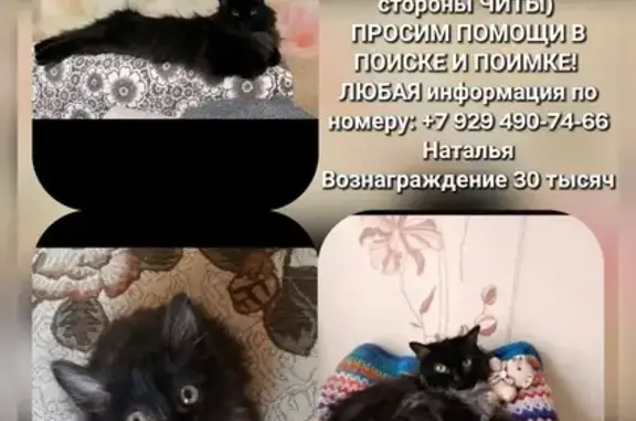 Пропала кошка у кафе Тибет, Советская 39