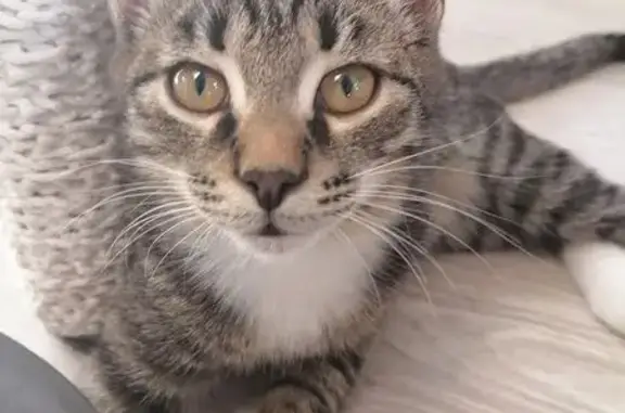 Кошки потеряшки, Республика Бурятия, фото: Потеряшка кошка, Улан-Удэ, Бурятия