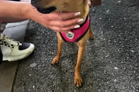 Собака найдена на ул. 30-й Ирк. Дивизии, 8