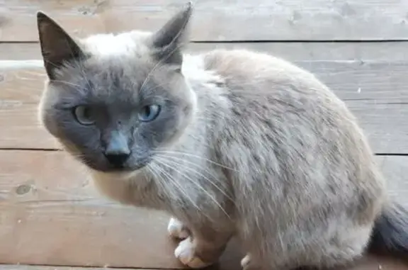 Кошка найдена в СНТ Хвойный, Удмуртия