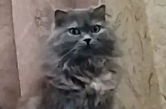 Пропала кошка, ул. Краснодарская, 26