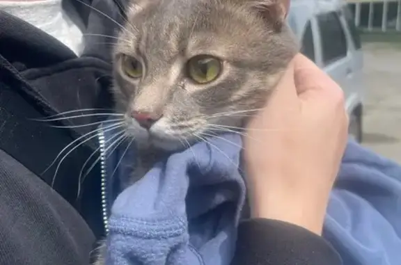 Найдена кошка, Барнаул, фото: Кошка найдена: Павловский тракт 305, Барнаул