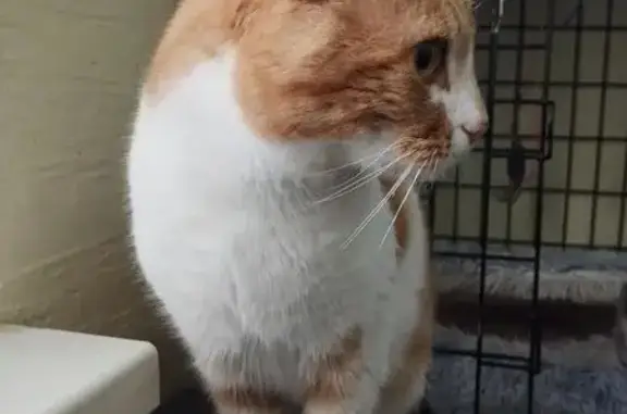 Кошки потеряшки, Симферополь, фото: Потеряшка кошка, ул. Чехова 51, Симферополь