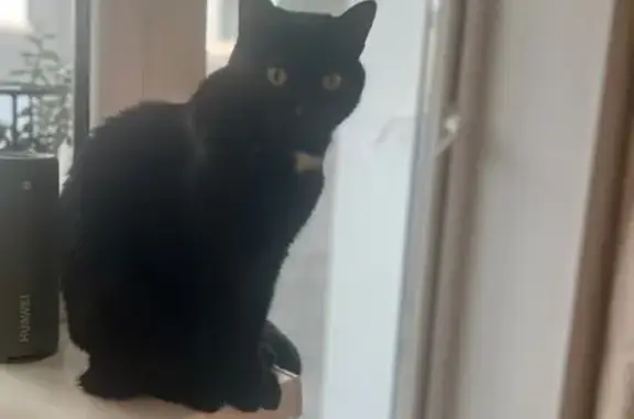 Пропала кошка, Чаща, Ленобласть