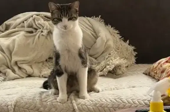 Пропала кошка, Трактовая 25, Старая Ясачная