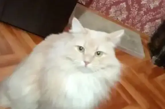 Кошки потеряшки, Новосибирск, фото: Потеряшка кошка, ул. Петухова 112, Новосибирск