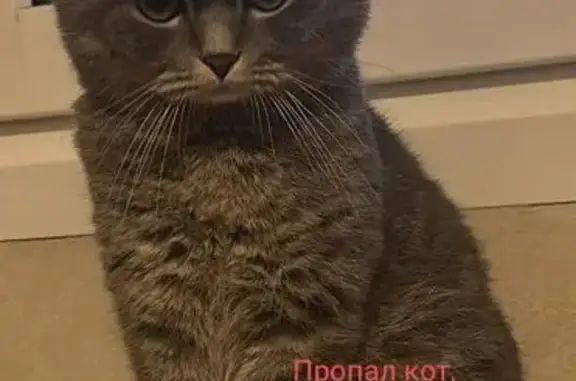 Пропала кошка, Николаевская, РСО-Алания