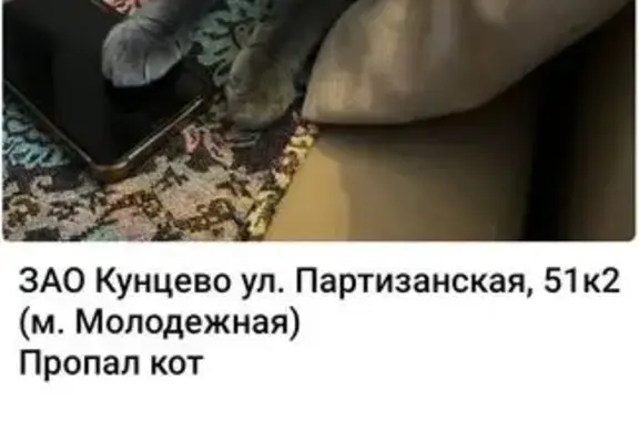 Пропала кошка, Партизанская 51к2, Москва
