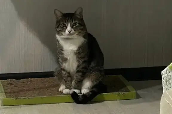 Кошки потеряшки, Узловая, фото: Потеряшка кошка, Узловая, ул. Октябрьская, 35