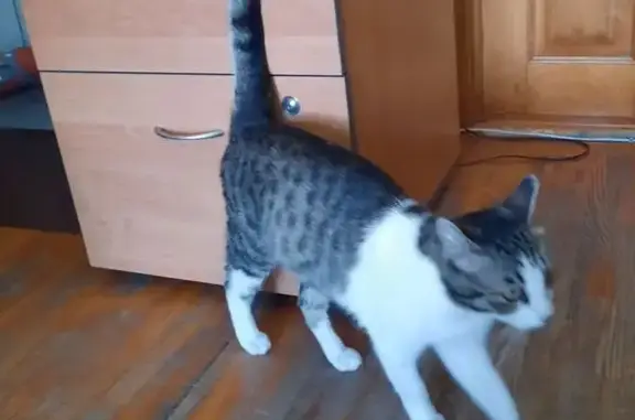 Кошки потеряшки, Владивосток, фото: Потеряшка кошка, ул. Успенского, 74а