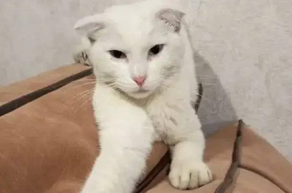 Найдена кошка, Новомосковск, фото: Кошка найдена: ул. Молодёжная 8, Новомосковск
