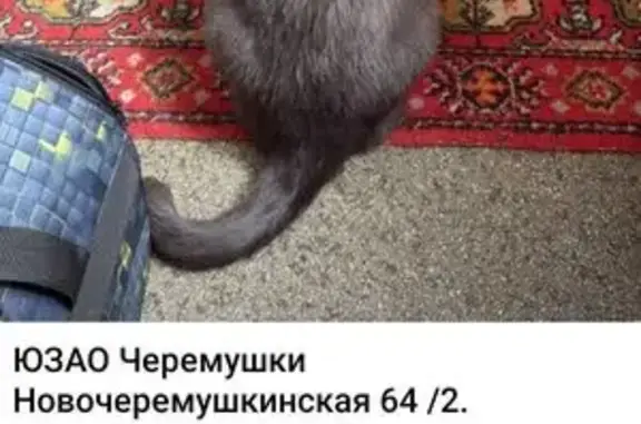 Найдена кошка, Москва, фото: Кошка найдена: Новочеремушкинская 64к2