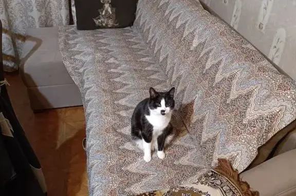 Пропала кошка, ул. Братская, 19, Пехорка
