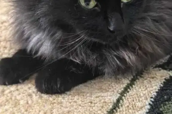 Кошки потеряшки, Климово-Заборье, фото: Потеряшка кошка в Климово-Заборье