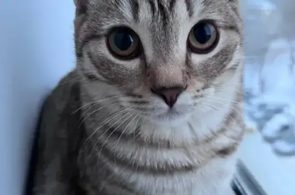 Пропала кошка, Советский пер., 2, Магнитогорск