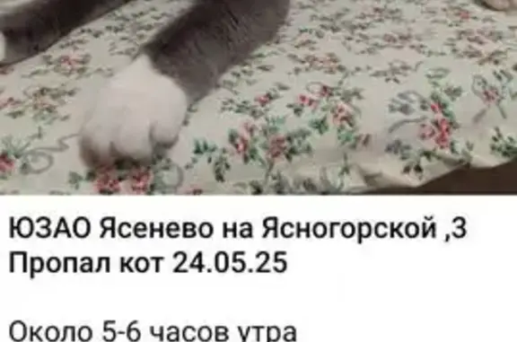 Пропала кошка, Ясногорская ул., 3, Москва