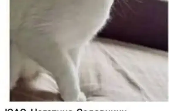 Пропала кошка: Нагатинская ул., 28