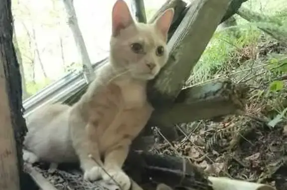 Кошки потеряшки, Хостинский, фото: Потеряшка кошка, ул. Камо, 82, Хостинский