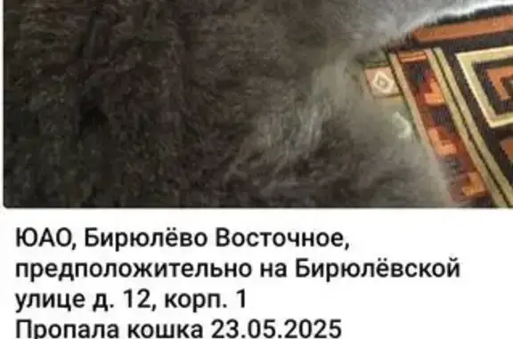 Пропала серая кошка, Бирюлёвская 12