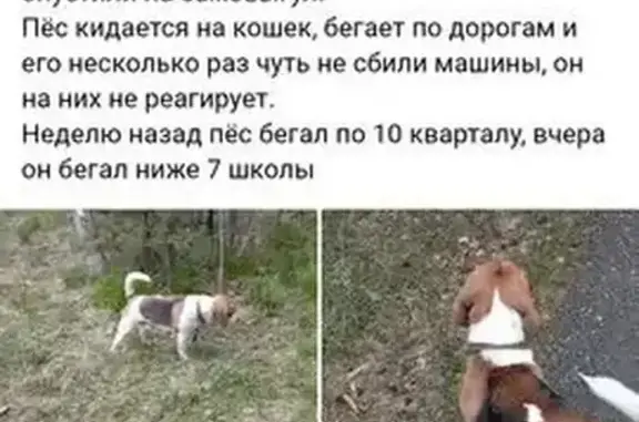 Найдена собака, Качканар, фото: Собака найдена: ул. Свердлова, 10, Качканар