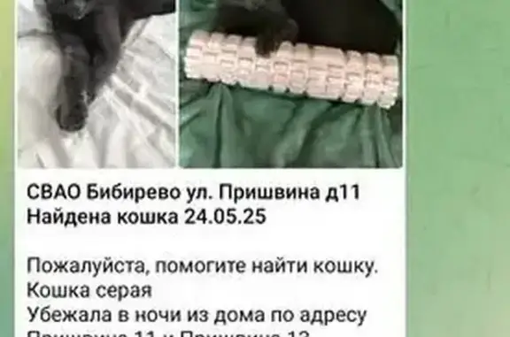 Пропала кошка, ул. Пришвина 11, Москва