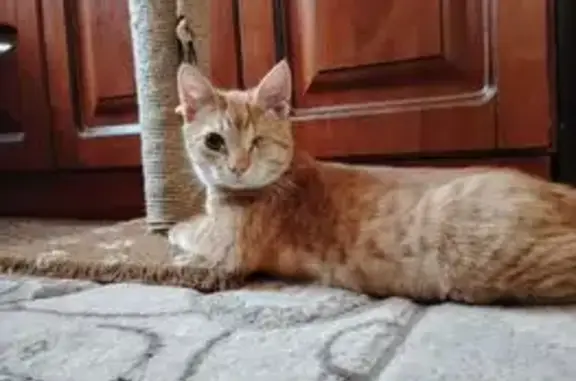 Пропала кошка, Андреева 3, Орёл