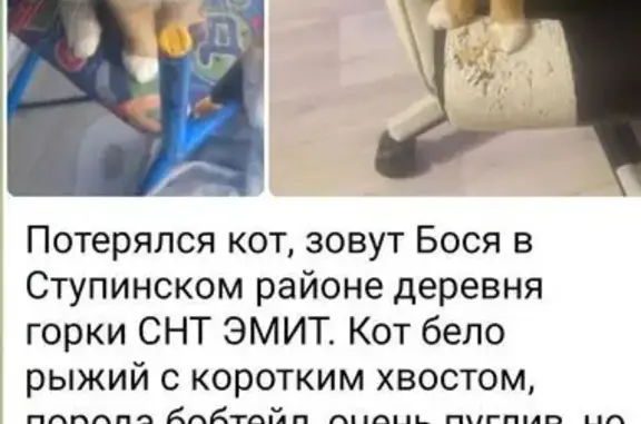 Пропала кошка: Цветочная ул., 1, Горки