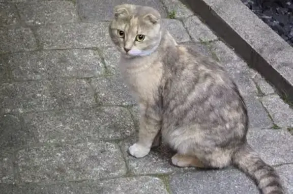 Кошка найдена на ул. Вишняковой, 124