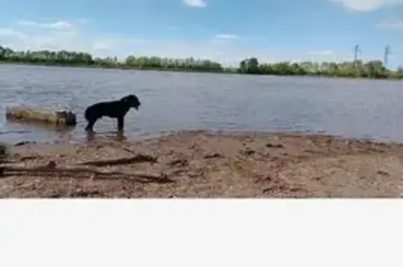 Пропала собака, Комарова 8, Уфа