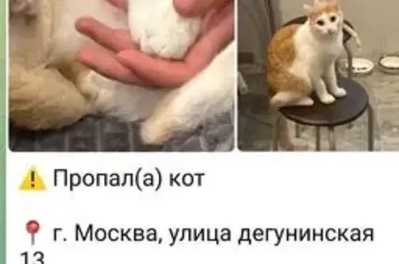 Пропала кошка, Дегунинская ул., 13м, Москва