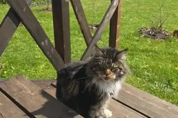 Кошки потеряшки, Горбунковское, фото: Потеряшка кошка, дорога на Велигонты, 25
