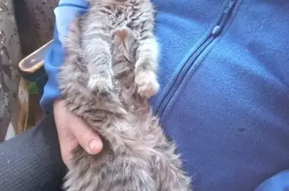 Пропала кошка, Горки-7 Снт, МО