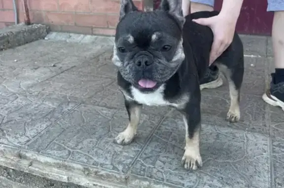 Собака найдена: ул. Зянкина, 7к4, Киров