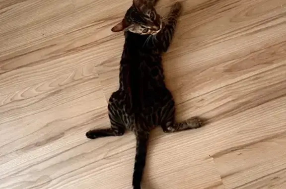 Кошки потеряшки, Тосно, фото: Потеряшка кошка на ул. Чехова, 5а, Тосно