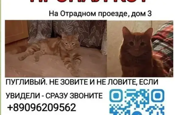 Пропала кошка, Отрадный проезд, 3, Москва