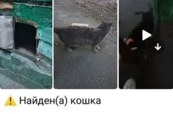 Найдена кошка, Москва, фото: Найдена серая кошка, Открытое ш., 21к8