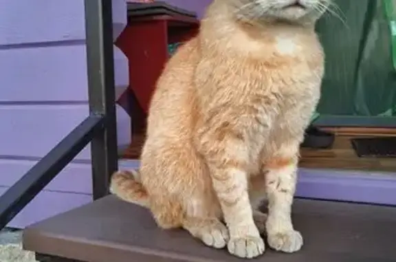 Найдена кошка в Сасово, Тульская обл. - photo